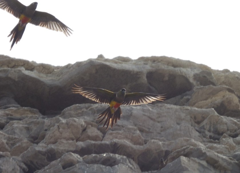 DSCN2218 Vol (Copier)