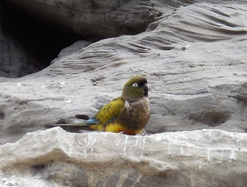 DSCN2260 AA (Copier)