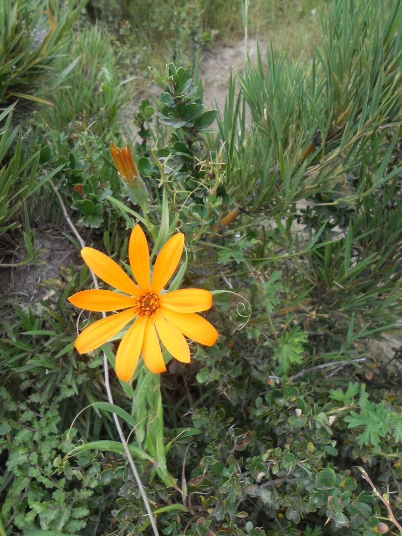DSCN5007 (Copier)