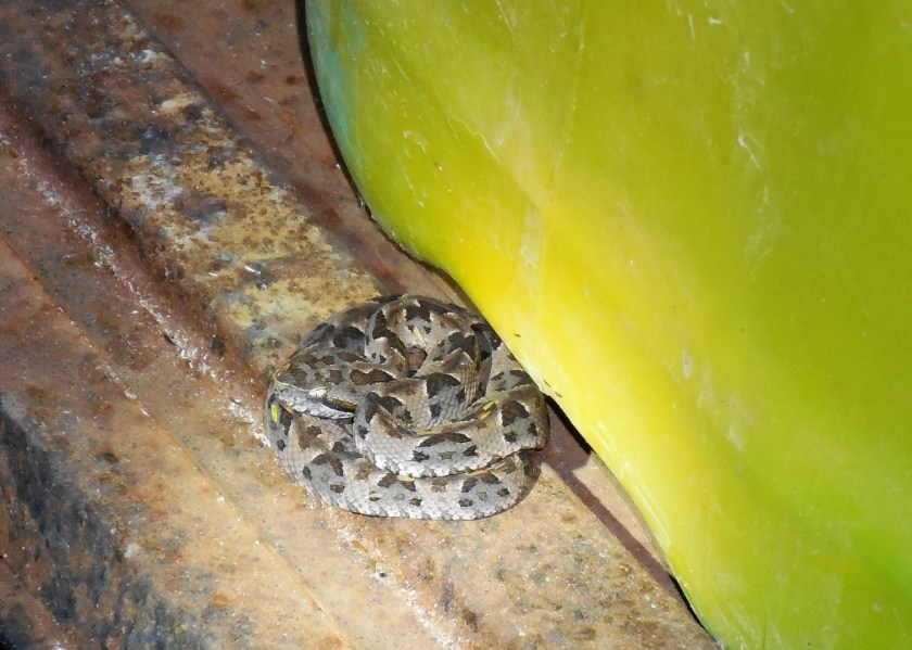 DSCN6851 (2) (Copier)