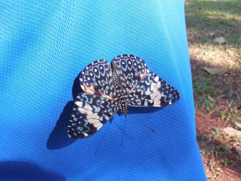 DSCN7095 (2) (Copier)