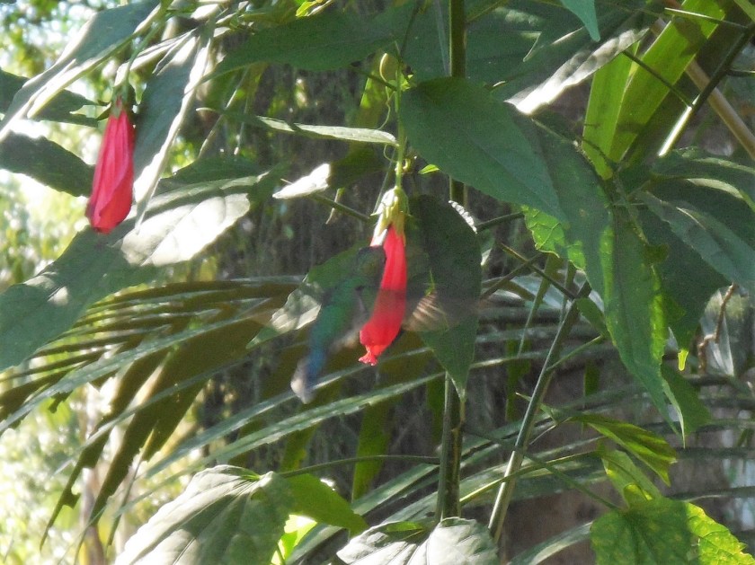 DSCN7389 (2) (Copier)