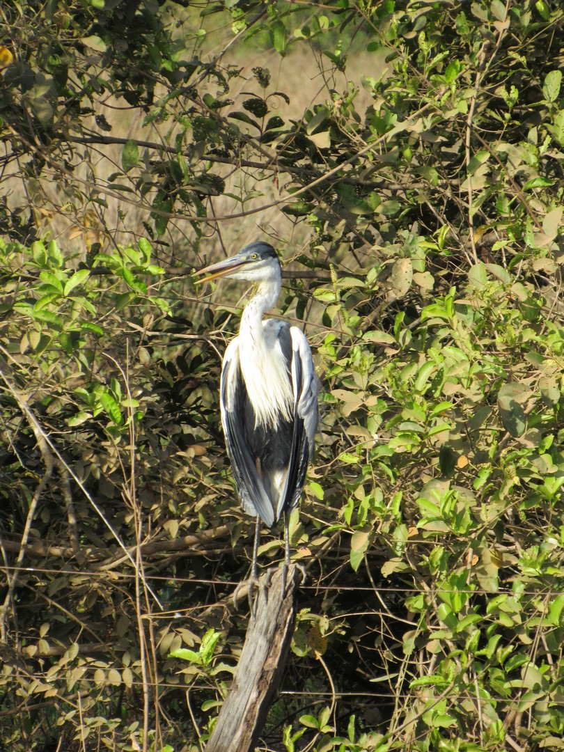 IMG_2209 (Copier)