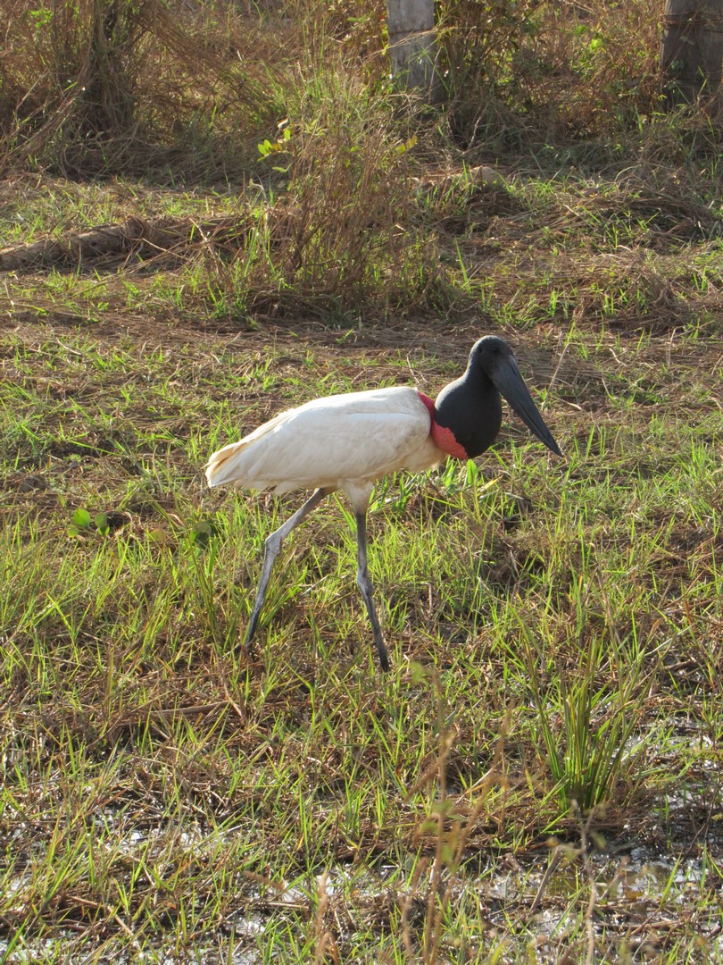 IMG_2225 (Copier)
