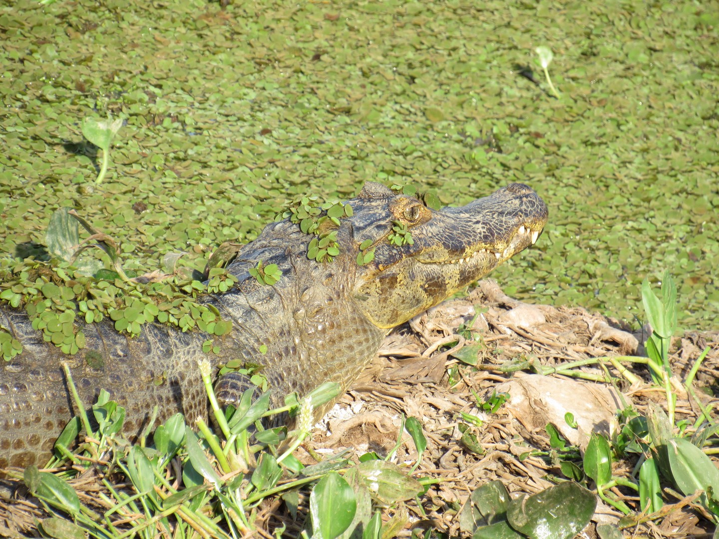 IMG_2230 (Copier)