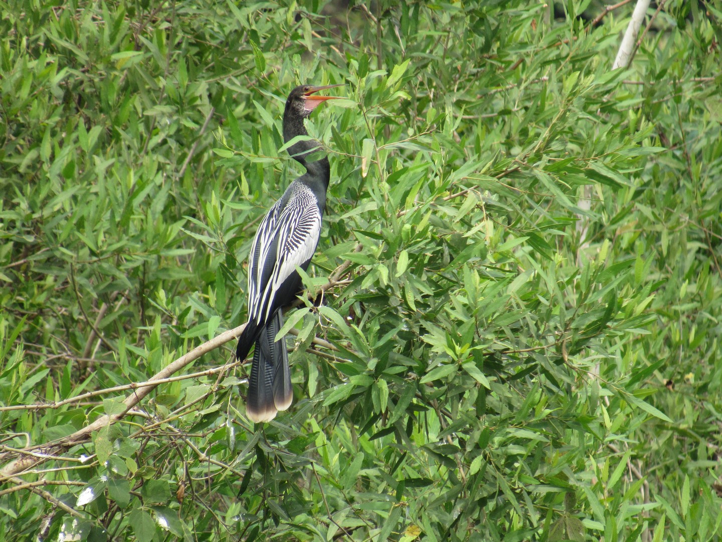 IMG_2463 (Copier)