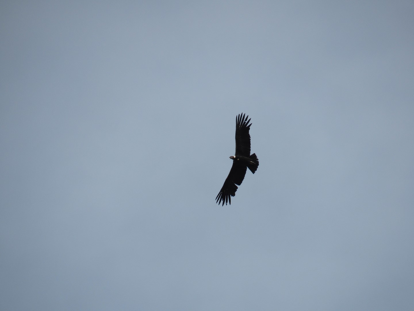 IMG_4902 (Copier)