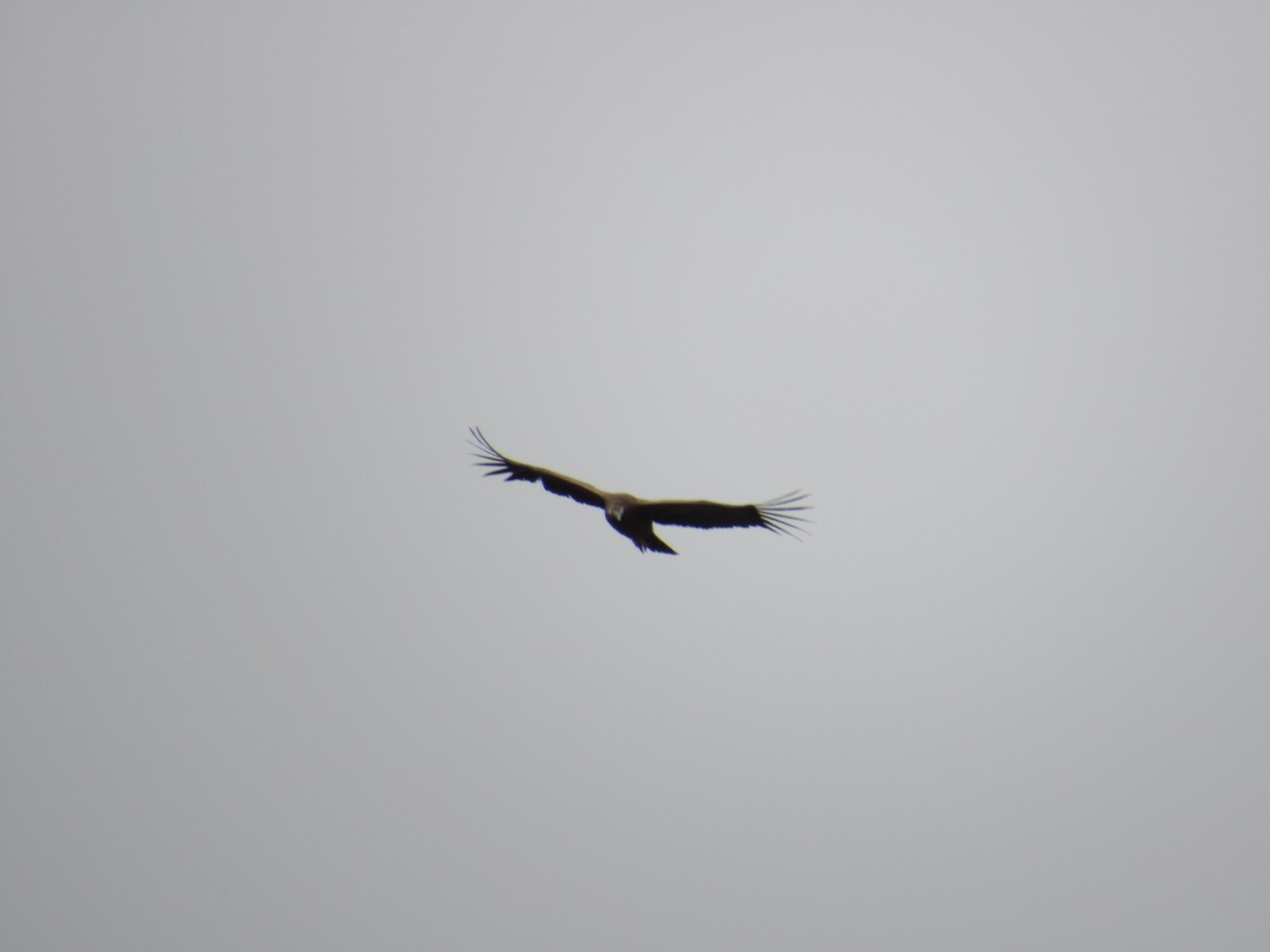 IMG_4929 (Copier)