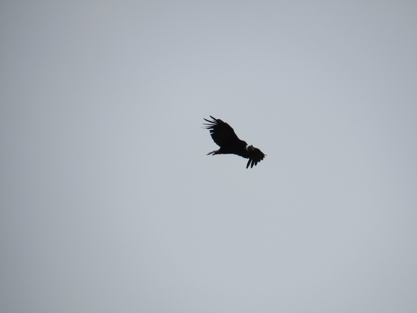 IMG_4987 (Copier)