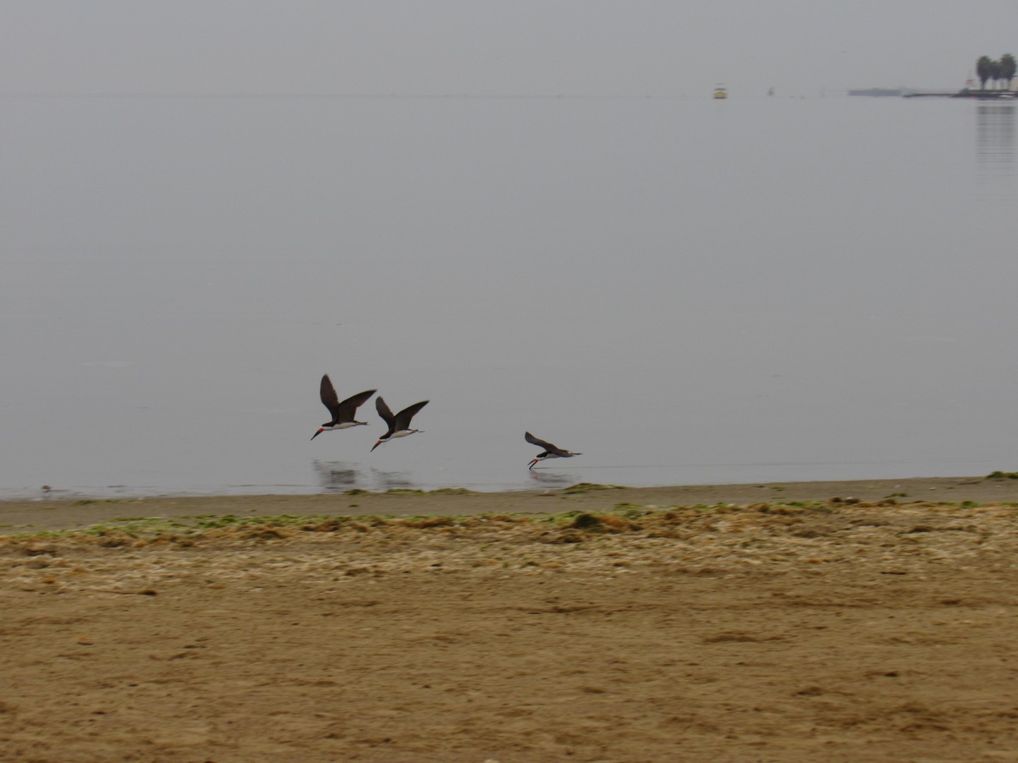 IMG_6217 (Copier)