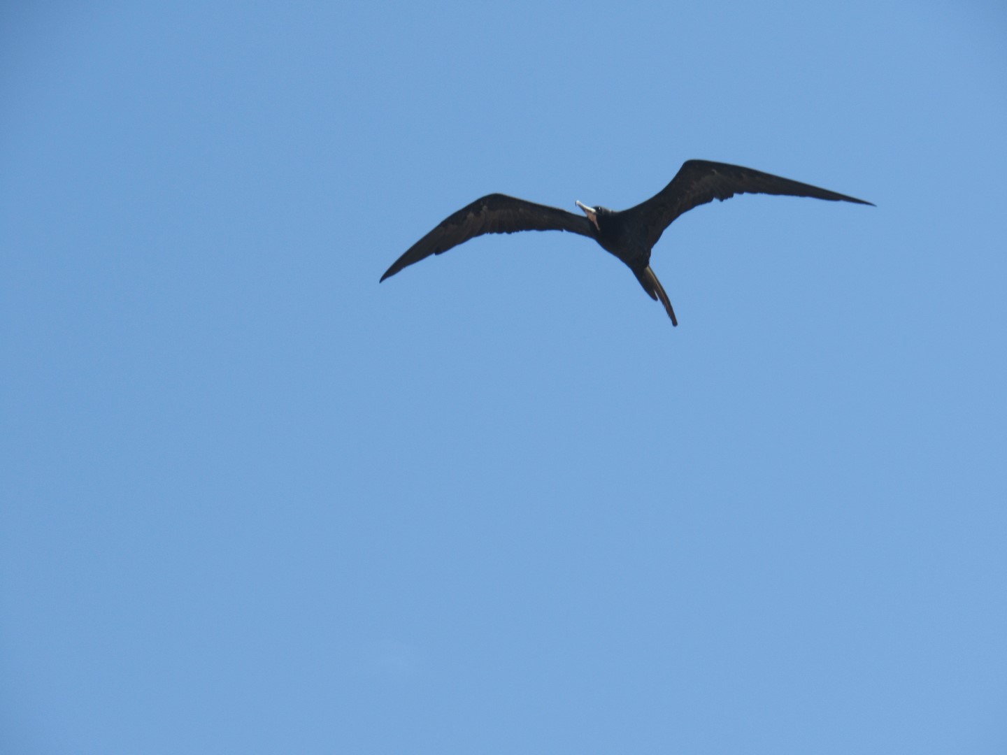 img_6790 (copier)